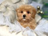MALTİPOO CİNSİ YAVRULAR EV ÜRETİMİ