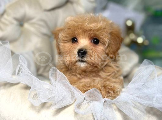 Malti̇poo Ci̇nsi̇ Yavrular Ev Üreti̇mi̇