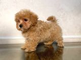 Malti̇poo Ci̇nsi̇ Yavrular Ev Üreti̇mi̇