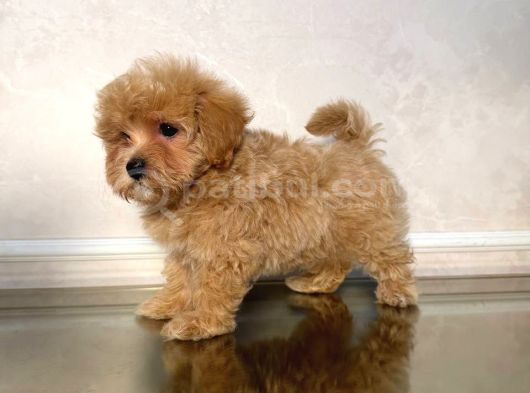 Malti̇poo Ci̇nsi̇ Yavrular Ev Üreti̇mi̇ görsel