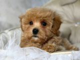 Malti̇poo Ci̇nsi̇ Yavrular Ev Üreti̇mi̇