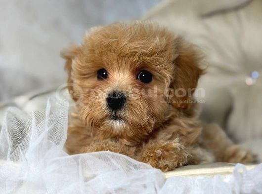 Malti̇poo Ci̇nsi̇ Yavrular Ev Üreti̇mi̇ görsel