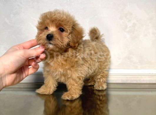 Malti̇poo Ci̇nsi̇ Yavrular Ev Üreti̇mi̇ görsel