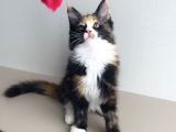 Özel Sevenlere Özel Dev Xxl Maine Coon Bebeklerim