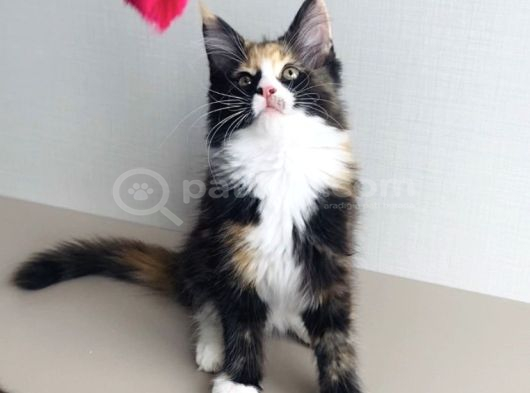Özel Sevenlere Özel Dev Xxl Maine Coon Bebeklerim görsel