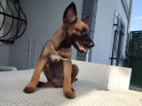 Malinois Yavrularım Sağlık Ve Irk Garan