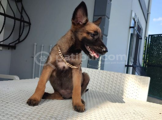 Malinois Yavrularım Sağlık Ve Irk Garan görsel