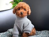 Toy Poodle Sevi̇mli̇ Yavrular Ev Üreti̇mi̇