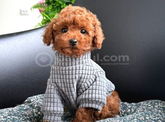Toy Poodle Sevi̇mli̇ Yavrular Ev Üreti̇mi̇ görsel