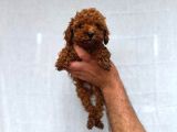 Toy Poodle Sevi̇mli̇ Yavrular Ev Üreti̇mi̇