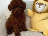 Toy Poodle Sevi̇mli̇ Yavrular Ev Üreti̇mi̇