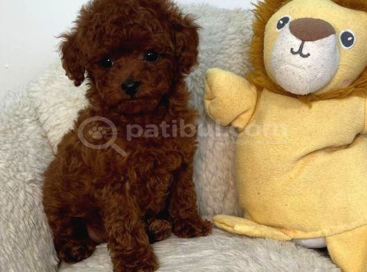Toy Poodle Sevi̇mli̇ Yavrular Ev Üreti̇mi̇ görsel