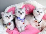 Kalite Sevenlere Özel Silver British Shorthair Bebekleirm Yüksek Kalitede