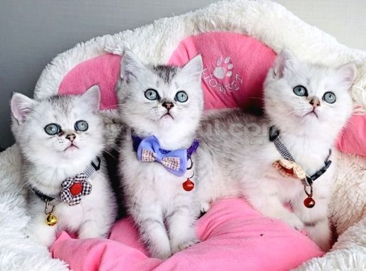 Kalite Sevenlere Özel Silver British Shorthair Bebekleirm Yüksek Kalitede görsel