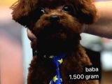 Dişi Ve Erkek Kore-Korekan Toy Poodle Yavrularım