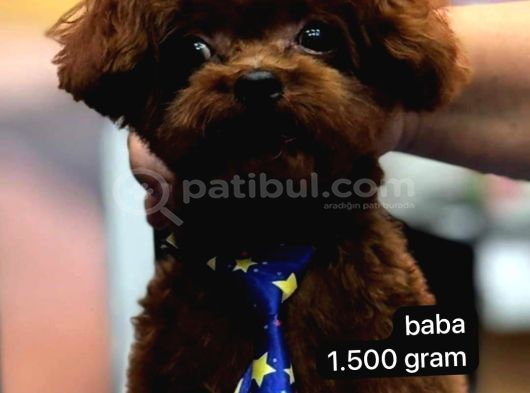Dişi Ve Erkek Kore-Korekan Toy Poodle Yavrularım görsel