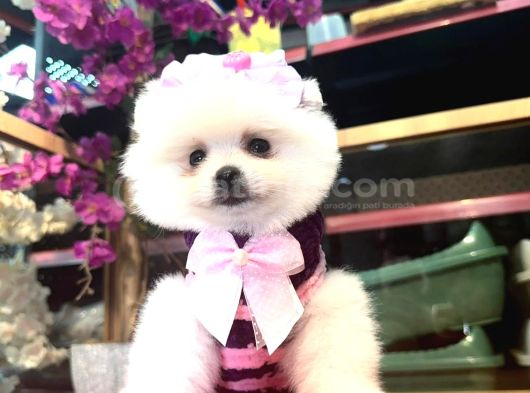 POMERRİAN BOO SEVİMLİ YAVRULAR