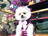 Pomerri̇an Boo Sevi̇mli̇ Yavrular