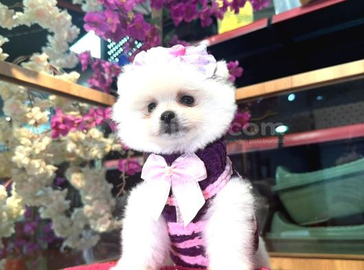 Pomerri̇an Boo Sevi̇mli̇ Yavrular görsel
