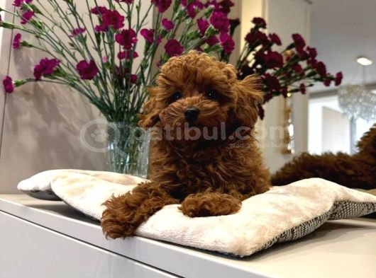 Safkan Toy Poodle Sevi̇mli̇ Yavrular Ev Üreti̇mi̇ görsel