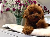 Safkan Toy Poodle Sevi̇mli̇ Yavrular Ev Üreti̇mi̇