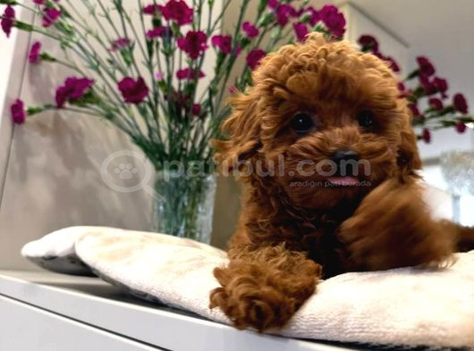 Safkan Toy Poodle Sevi̇mli̇ Yavrular Ev Üreti̇mi̇ görsel