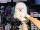POMERRİAN BOO SEVİMLİ YAVRULAR