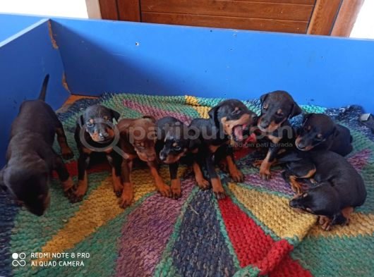 Efsane Doberman Yavrularım Sağlık Ve Irk Garantililer görsel