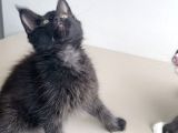 Özel Sevenlere Özel Dev Xxl Maine Coon Bebeklerim