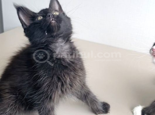 Özel Sevenlere Özel Dev Xxl Maine Coon Bebeklerim görsel