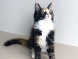 Özel Sevenlere Özel Dev Xxl Maine Coon Bebeklerim