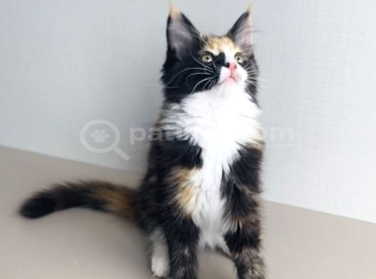 Özel Sevenlere Özel Dev Xxl Maine Coon Bebeklerim görsel