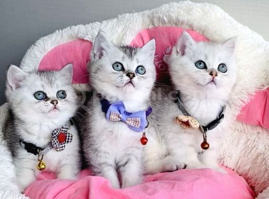 Kalite Sevenlere Özel Silver British Shorthair Bebekleirm Yüksek Kalitede görsel
