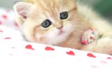 Golden British Shorthair Dişi Bebek Bal Kız