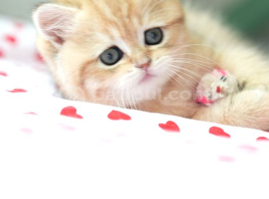 Golden British Shorthair Dişi Bebek Bal Kız görsel