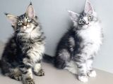 Özel sevenlere özel Dev XXL MAINE COON bebeklerim