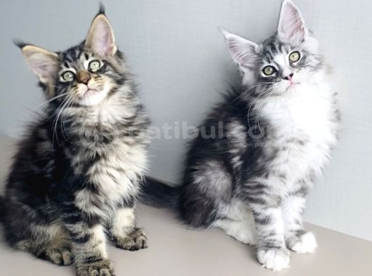 Özel Sevenlere Özel Dev Xxl Maine Coon Bebeklerim