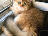 Üst sekment bal golden british longhair