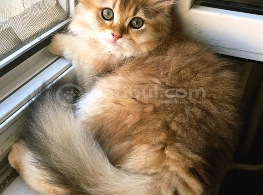 Üst Sekment Bal Golden British Longhair