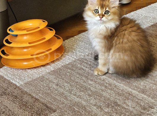 Üst Sekment Bal Golden British Longhair görsel