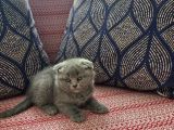 Baba Scottish Fold Anne British Shorthair Yavrular Ankara