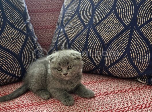 Baba Scottish Fold Anne British Shorthair Yavrular Ankara görsel