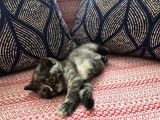 Baba Scottish Fold Anne British Shorthair Yavrular Ankara