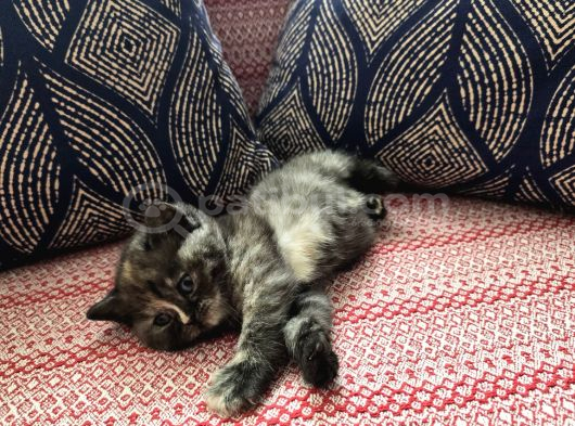 Baba Scottish Fold Anne British Shorthair Yavrular Ankara görsel