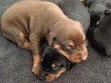 Şampi̇yon Soy Doberman Yavrulamiz