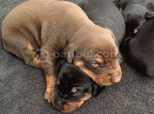 Şampi̇yon Soy Doberman Yavrulamiz görsel
