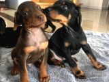 Şampi̇yon Soy Doberman Yavrulamiz