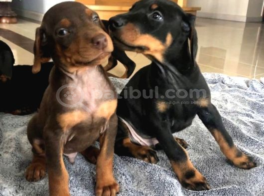 Şampi̇yon Soy Doberman Yavrulamiz görsel