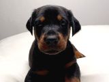 Şampi̇yon Soy Doberman Yavrulamiz