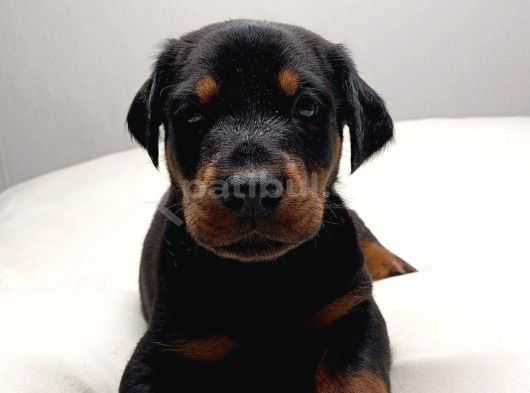 Şampi̇yon Soy Doberman Yavrulamiz görsel